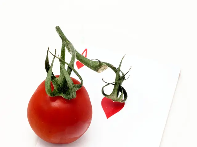 Online Gaming: Hollywoodbets Introduces NetEnt and Red Tiger Slot Games