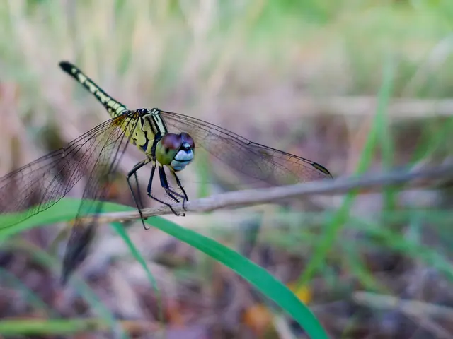 The Weapon of the Dragon: The Axe